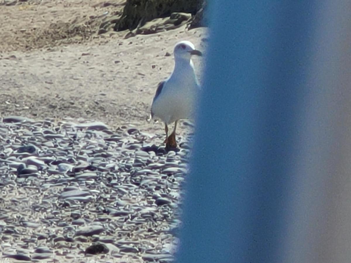 Sole E Mare Lägenhet Guardavalle Exteriör bild